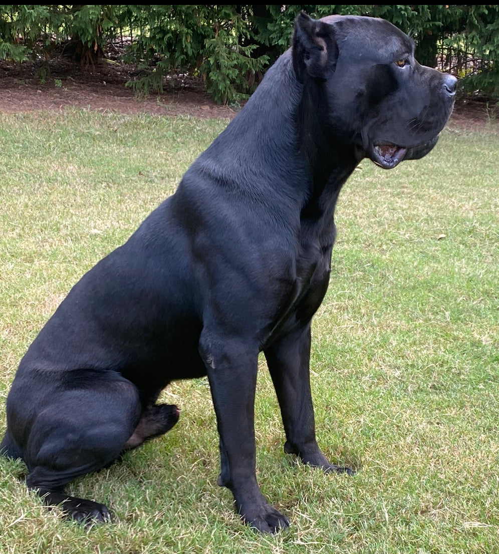 Gran Corso Dog Brindle Cane Cane Corso Italiano Breeders Cane